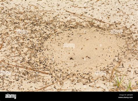 pogonomyrmex badius ant nest